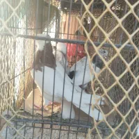 کبوتر|پرنده|محمدشهر, سیدآباد|دیوار