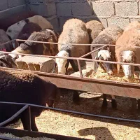 دام نژاد دار