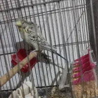 مرغ عشق پروانه‌ای رو تخم با تخم مولد