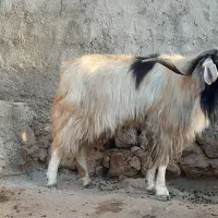 بز نر|حیوانات مزرعه|شباب, |دیوار