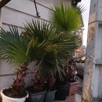 درخت پالم و انواع درختچه|گل و گیاه طبیعی|رشت, دیلمان|دیوار