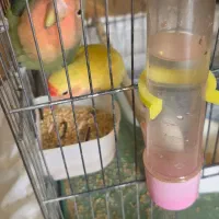 جوجه برزیلی دستی|پرنده|شیراز, اصلاح‌نژاد|دیوار