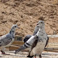 کبوتر سینه سفید