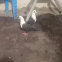 ۲۸۰۰۰۰۰