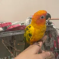 طوطی خورشیدی