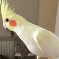 عروس هلندی گمشده