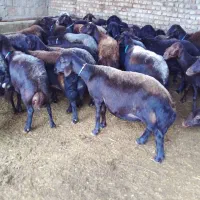 برره.نر.گوسفند|حیوانات مزرعه|سبزوار, ابارش|دیوار