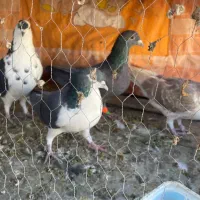 چهار عدد پرشی گرفتی نر