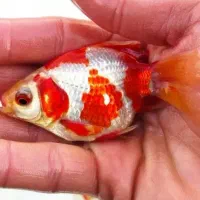 ماهی قرمز تلسکوپی فقط7000