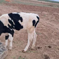 فروش گاو همراه گوساله