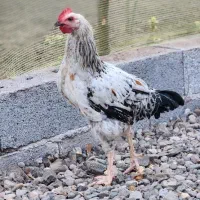 خروس فروشی