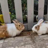 یک جفت خرگوش نر و ماده نژاد دار|موش و خرگوش|شیراز, اصلاحنژاد|دیوار