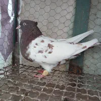 کله سینه|پرنده|مشهد, خرمشهر|دیوار