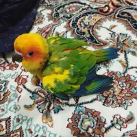 طوطی خورشیدی سانکانور|پرنده|رشت, کوی عرفان|دیوار