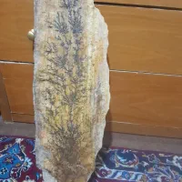 فسیل (سنگواره)