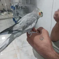 جوجه عروس هلندی دستی