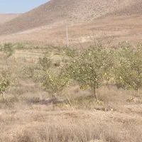 معاوضه یا تهاتر باغ و باغچه|فروش زمین و ملک کلنگی|تهران, پاسداران|دیوار
