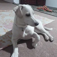 سگ ماده ۷ماهه