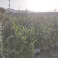 نهال انار واندر فول|گل و گیاه طبیعی|تهران, جوادیه|دیوار