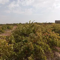 باغ انگور ۵۰۰۰ متر با اتاقک درتاکستان