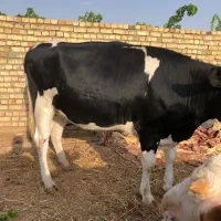 خرید فروش گاو گوشتی گاو افتاده به قیمت مناسب خریدا|حیوانات مزرعه|قزوین, |دیوار