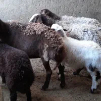 میش بره دار|حیوانات مزرعه|رشتخوار, |دیوار