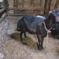 قوچ فری|حیوانات مزرعه|صوفیان, |دیوار