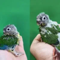 طوطی گرنچیک با طوطی برزلی سخنگو رقاص