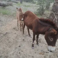 خر ماده با کره