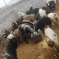فروش انواع گوسفند زنده کهره بره چپش میش بز|حیوانات مزرعه|کرمان, |دیوار