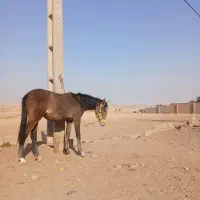 مادیون|اسب و تجهیزات اسبسواری|شوشتر, |دیوار