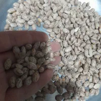 لوبیا چیتی تازه و خوش پخت ایرانی