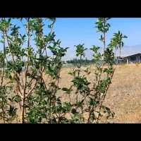 باغشهر-سهرین
