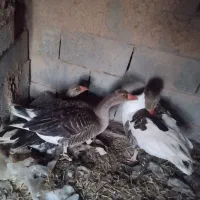 غاز