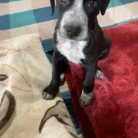 سگ پیت بول اصیل نوزاد