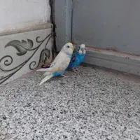 یک جفت  مرغ عشق  سالم|پرنده|ایرانشهر, |دیوار