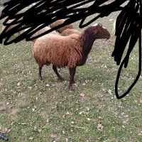 قوچ قزل پرش عالی