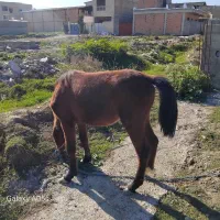 کره اسب عرب