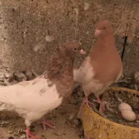 سر زرد -کله زرد