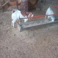 دو عدد بزغاله نر|حیوانات مزرعه|آق قلا, |دیوار