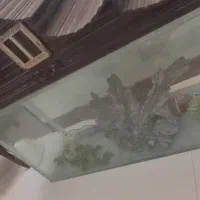 آکواریوم تمیز|ماهی|شاهین‌شهر, عطار|دیوار