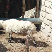 گوسفند جوان