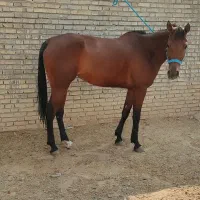 اسب مادیون|اسب و تجهیزات اسب‌سواری|باوی, |دیوار