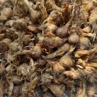 فروش پیاز زعفران