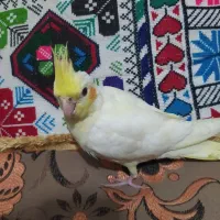 عروس هلندی|پرنده|ایرانشهر, |دیوار