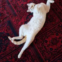 گربه گم شده|حیوانات|رشت, شهرک قدس|دیوار