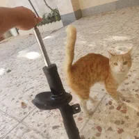 فنر لنزو کمک فابریک