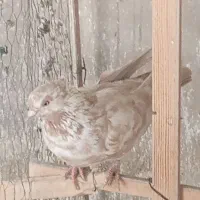 جوجه کبوتر زیبا