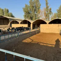 معاوضه یا فروش دامداری با خانه