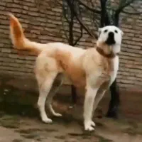 واگذاری سگ سراب گوسفندی